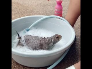 cute little bunny is swimming