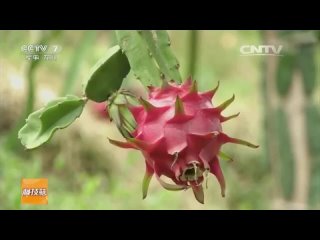 dragon fruit, pitahaya (pitahaya), or holungo hu l nggu "ho lung go, holunggo, fiery dragon fruit."