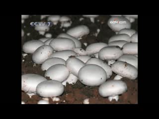 champignon cultivation technology (december 9, 2009). champignon (lat. agaricus bisporus) (shu ngb o g ) 'shuangbao gu'.