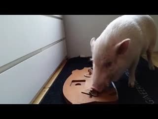 smart pig